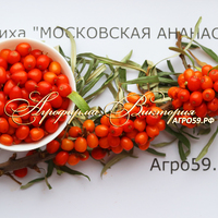 Облепиха "МОСКОВСКАЯ АНАНАСНАЯ" (КРУПНОМЕР! КРУПНОЕ, МОЩНОЕ ДЕРЕВО, ЦВЕТЁТ В ГОД ПОСАДКИ, ЧАСТО И ПЛОДОНОСИТ В ГОД ПОСАДКИ!) Облепиха "МОСКОВСКАЯ АНАНАСНАЯ" (КРУПНОМЕР! КРУПНОЕ, МОЩНОЕ ДЕРЕВО, ЦВЕТЁТ В ГОД ПОСАДКИ, ЧАСТО И ПЛОДОНОСИТ В ГОД ПОСАДКИ!)